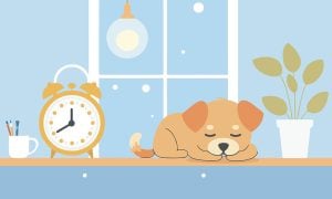 Dogs and clocks
