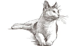 Our Love Affair with Cats